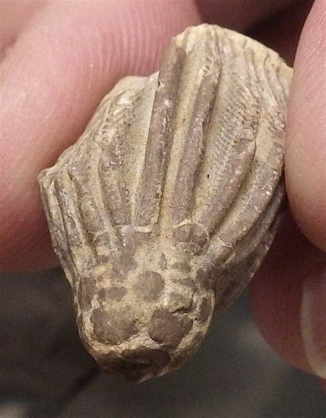 crinoid calyx fossil.